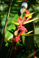 Heliconia richardiana