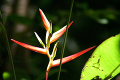 Heliconia acuminata