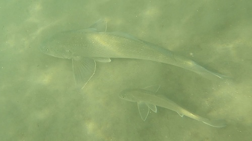 California corbina (Menticirrhus undulatus) — Sciaenidae — 5