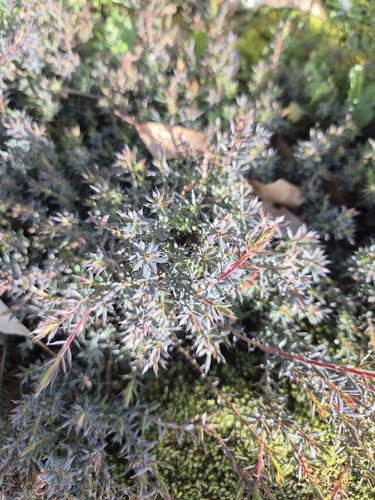 Cranberry Heath