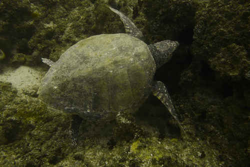 Loggerhead Sea Turtle