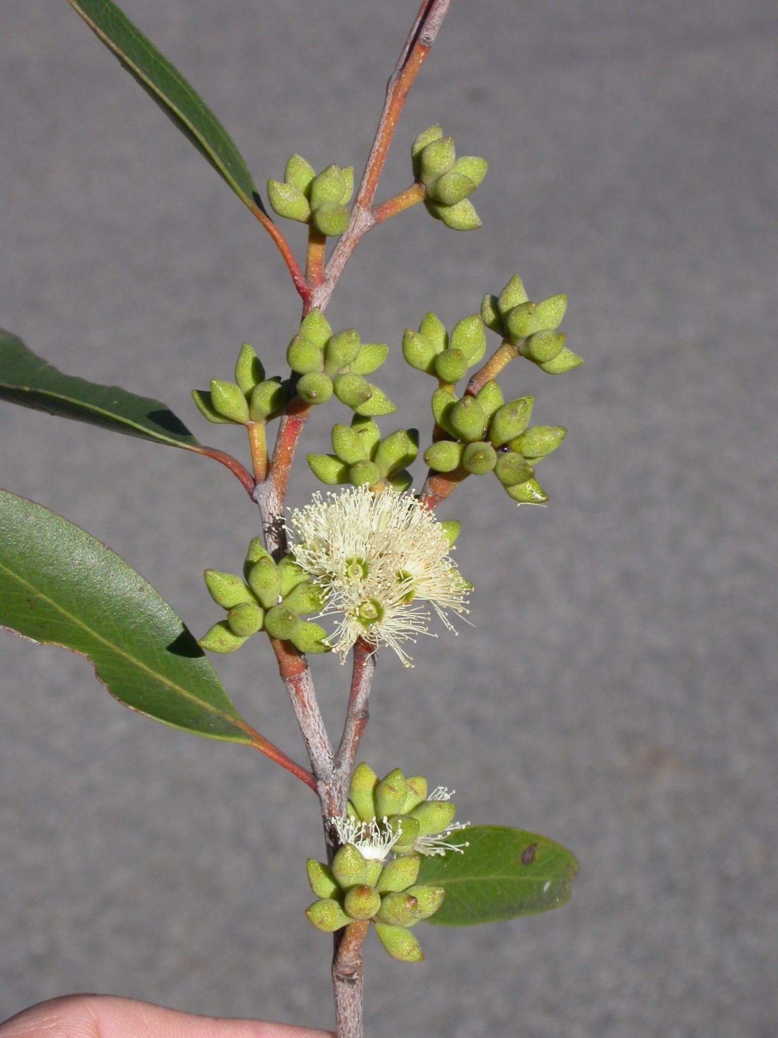 Eucalyptus capitellata