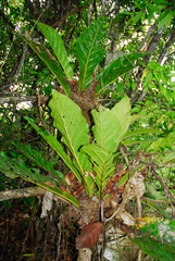 Anthurium jenmanii, photograph (c) Cody Hinchliff, some rights reserved (CC BY)
