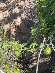 Marah fabacea