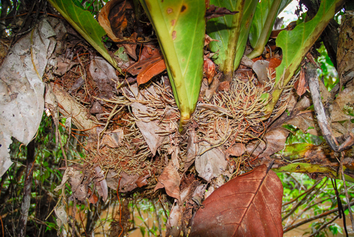 Anthurium jenmanii