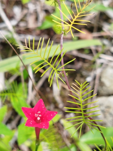 Cypress Vine