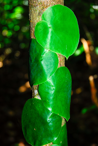 Monstera spruceana, photograph 2