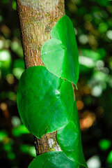 Monstera spruceana