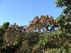 Heliocarpus americanus