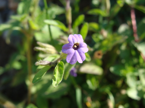 Browallia americana, photograph 2