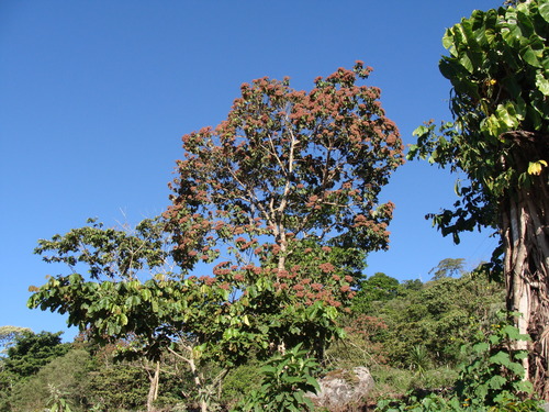 Heliocarpus americanus, photograph 5