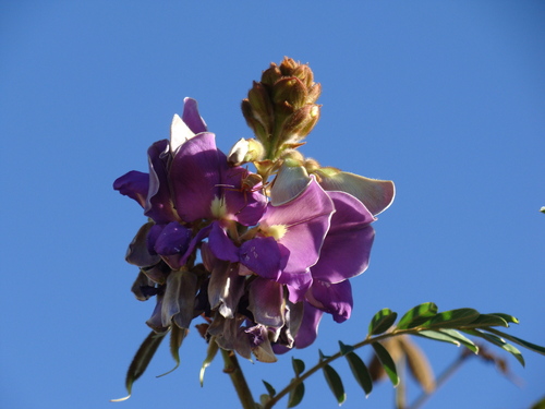 Tephrosia vogelii, photograph 2