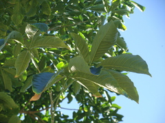 Casimiroa tetrameria