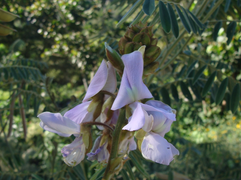 Tephrosia vogelii; photograph (c) Alexis López Hernández, some rights reserved (CC BY)