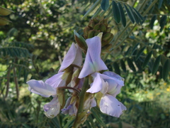 Tephrosia vogelii