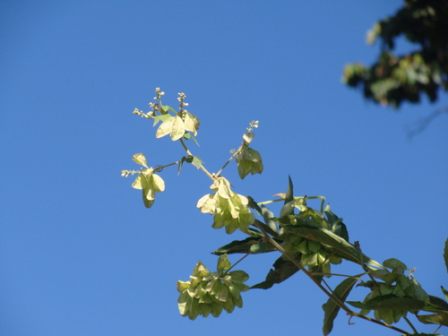 Urvillea ulmacea, photograph 1