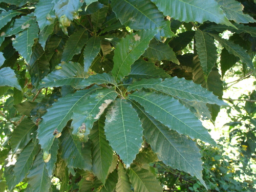 Quercus skinneri
