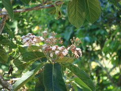 Ocotea sinuata, photograph (c) Alexis López Hernández, some rights reserved (CC BY)