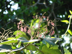 Heliocarpus americanus, photograph (c) Alexis López Hernández, some rights reserved (CC BY)