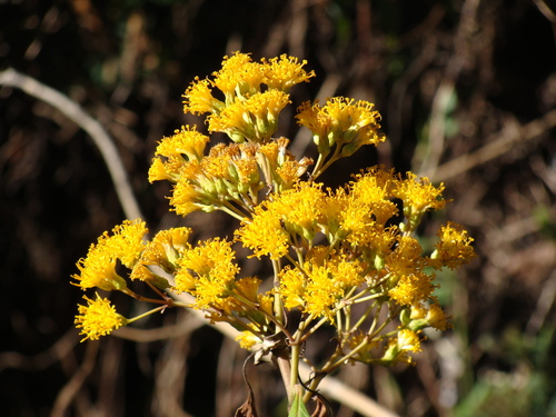 Sinclairia glabra, photograph 1