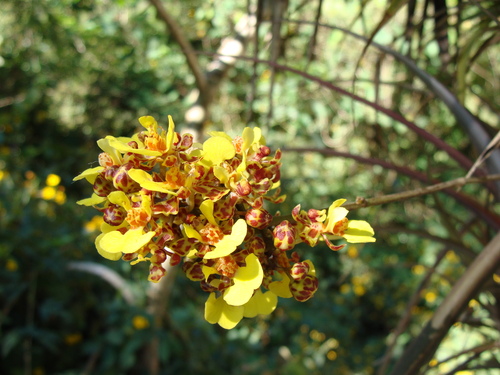 Trichocentrum ascendens