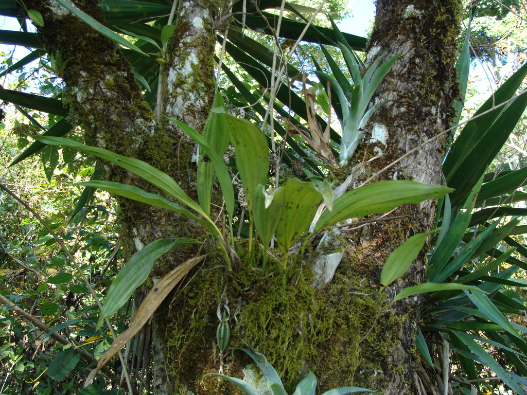 Stanhopea saccata; photograph (c) Alexis López Hernández, some rights reserved (CC BY)