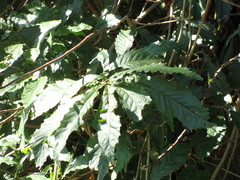 Quercus skinneri, photograph (c) Alexis López Hernández, some rights reserved (CC BY)