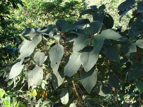 Myriocarpa longipes, photograph 1
