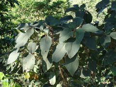 Myriocarpa longipes, photograph (c) Alexis López Hernández, some rights reserved (CC BY)