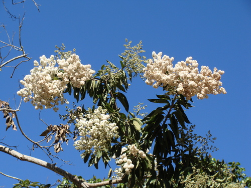 Cordia alliodora, photograph 6