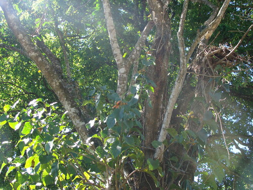 Juanulloa mexicana, photograph 1