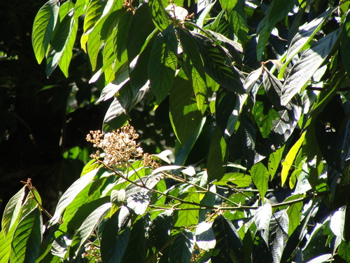 Ocotea sinuata, photograph 2