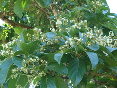 Cordia collococca, photograph (c) Alexis López Hernández, some rights reserved (CC BY)