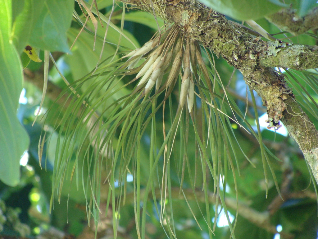 Scaphyglottis crurigera; photograph (c) Alexis López Hernández, some rights reserved (CC BY)