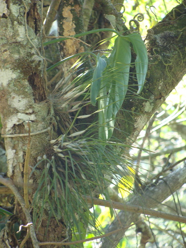 Scaphyglottis crurigera
