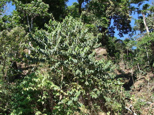 Trichospermum mexicanum, photograph 4