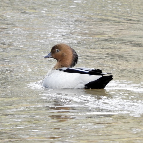 Australian Wood Duck