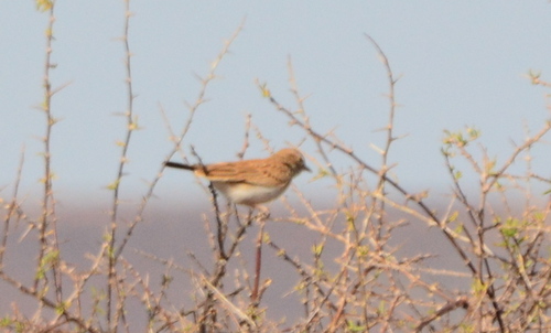 iNaturalist image