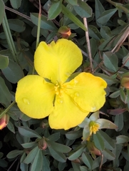 Hibbertia diffusa