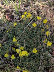 Hibbertia diffusa, photograph author not stated, no rights reserved