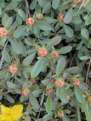 Hibbertia diffusa, photograph author not stated, no rights reserved