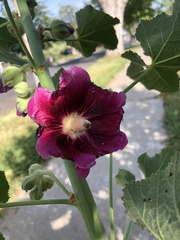 Alcea rosea