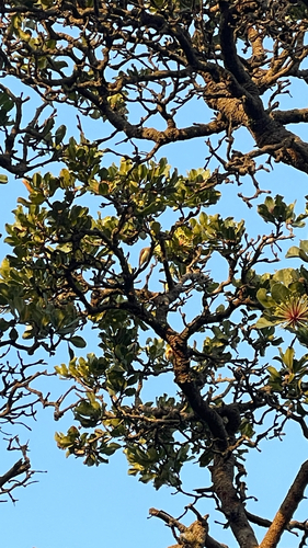 Western Spinebill