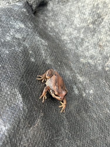 Southern Brown Tree Frog