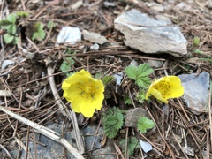 Potentilla matsumurae