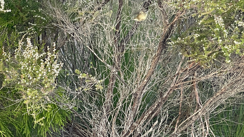 Spotted Scrubwren