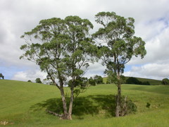 Eucalyptus strzeleckii