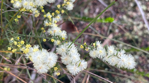 Acacia uliginosa