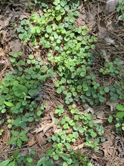 Desmodium rotundifolium