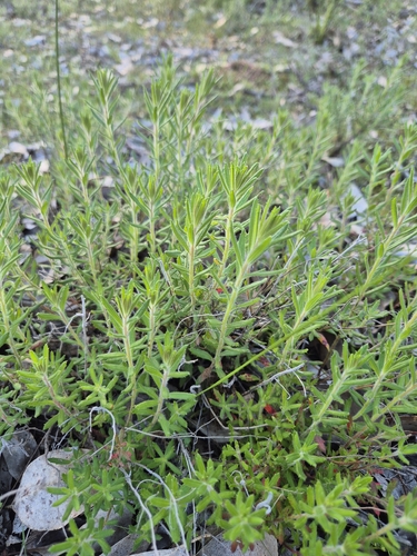 hill raspwort